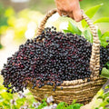 Dormant Fruiting (1-Pack) Plant Starter Samyl Bare (Sambucus) Elderberry Root
