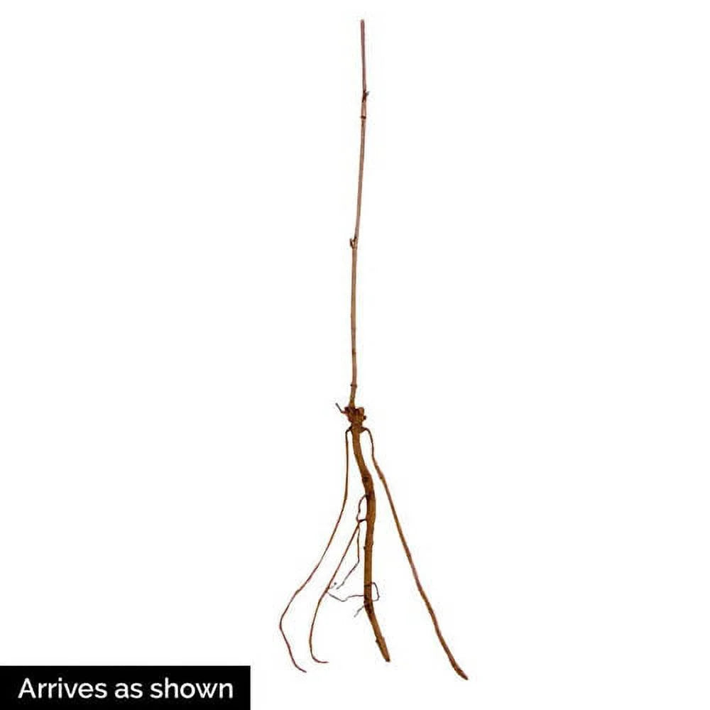 Dormant Fruiting (1-Pack) Plant Starter Samyl Bare (Sambucus) Elderberry Root